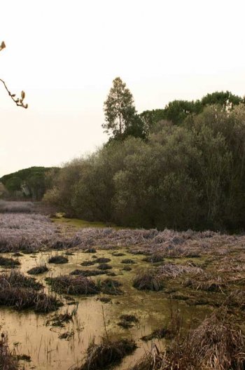 Doñana